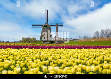 Gelbe Tulpen und Windmühle in den Niederlanden Stockfoto