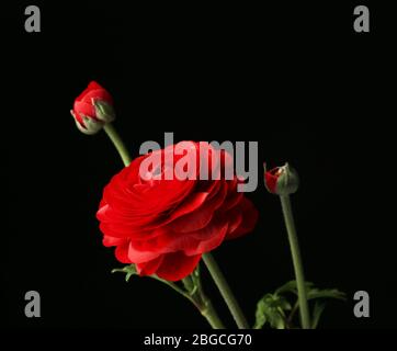 Ranunculus (perser Butterbecher), auf schwarzem Hintergrund Stockfoto