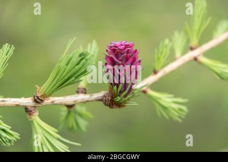 Die weibliche Blume der Europäischen Lärche Larix decidua, Großbritannien. Die lila Blüten entwickeln sich zu den Zapfen, wenn sie reifen. Stockfoto