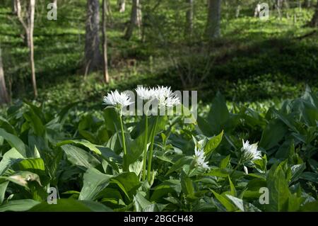 Ramsons (Allium ursinum) Blumen in einem Waldgebiet Umwelt Großbritannien. Diese essbaren Pflanzen sind auch unter den gebräuchlichen Namen wie Wild Garlic, Wood Garlic und bekannt Stockfoto