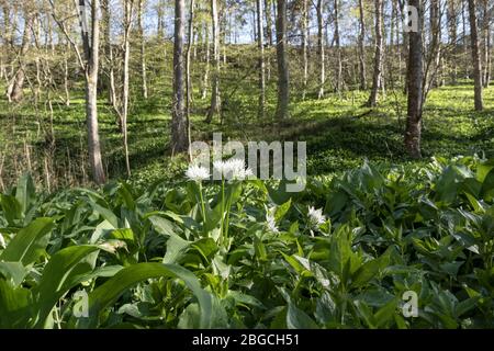 Ramsons (Allium ursinum) Blumen in einem Waldgebiet Umwelt Großbritannien. Diese essbaren Pflanzen sind auch unter den gebräuchlichen Namen wie Wild Garlic, Wood Garlic und bekannt Stockfoto