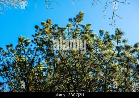 Grüne Blätter, die in der Sonne auf blauem Himmel Hintergrund UK Stockfoto