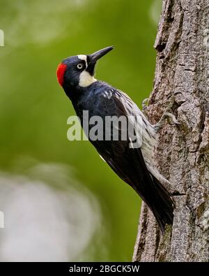 Acorn Woodpecker (Melanerpes formicivorus), Sacramento County California Stockfoto