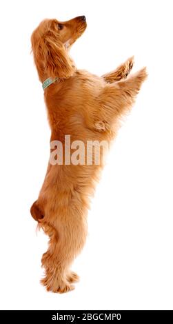 Schöne Cocker Spaniel isoliert auf weiß Stockfoto