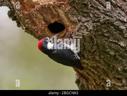 Acorn Woodpecker (Melanerpes formicivorus), Sacramento County California Stockfoto