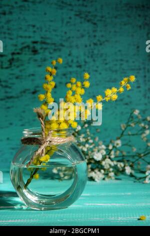 Zweige von Mimosen Blumen in Vase auf blauen Holztisch Stockfoto