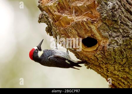 Acorn Woodpecker (Melanerpes formicivorus), Sacramento County California Stockfoto