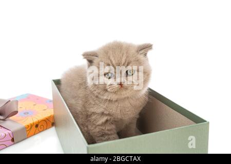 Britisches kleines Kätzchen mit Ohrstöpsel sitzt in einer Geschenkbox und freut sich auf weißem Hintergrund. Stockfoto