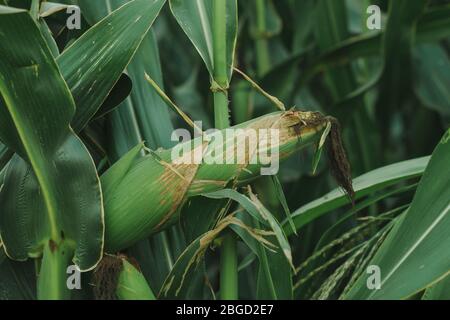 Maiskolben in Schale, Reifung Mais-ernte Ohr im Feld Stockfoto
