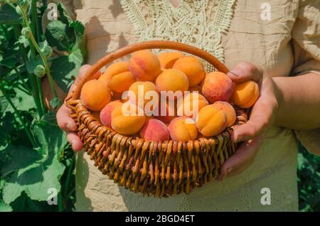 Korb mit frischen Aprikosen in Bauernhof Obstgarten. Landwirt bei der Ernte von Aprikosen-Obstgärten. Bauer zeigt Korb voller Aprikosen Stockfoto