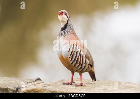 Ein Rotbeins (französisch) Rebhuhn taucht in einem Garten in Ferrensby, North Yorkshire Stockfoto