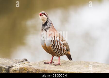 Ein Rotbeins (französisch) Rebhuhn taucht in einem Garten in Ferrensby, North Yorkshire Stockfoto