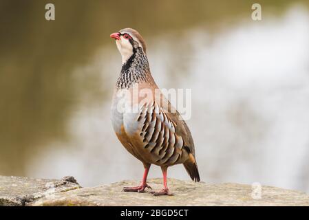 Ein Rotbeins (französisch) Rebhuhn taucht in einem Garten in Ferrensby, North Yorkshire Stockfoto