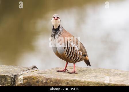 Ein Rotbeins (französisch) Rebhuhn taucht in einem Garten in Ferrensby, North Yorkshire Stockfoto