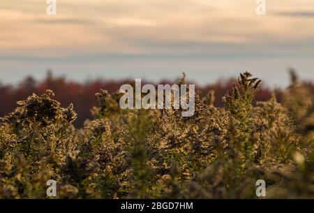 Der Kanadagoldenrod (Solidago canadensis), der Samen werden soll, wird durch das Sonnenlicht am späten Nachmittag im Montezuma National Wildlife Refuge, New York, USA, beleuchtet Stockfoto