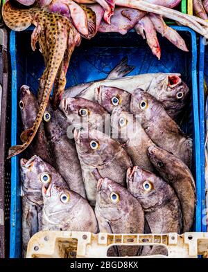 Frischer Fisch am Morgen auf dem Fischmarkt in Essaouira, Marokko. Stockfoto