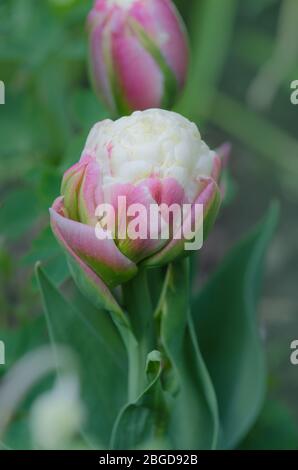 Ungewöhnliche rosa und weiße Eiscreme Tulpe blüht Stockfoto