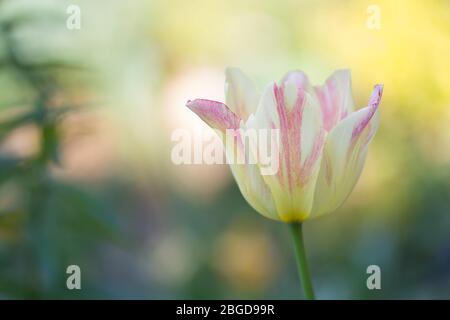 Schöne Frühlings-Natur. Schöne Blume Tulpe marjolettii wachsen Stockfoto