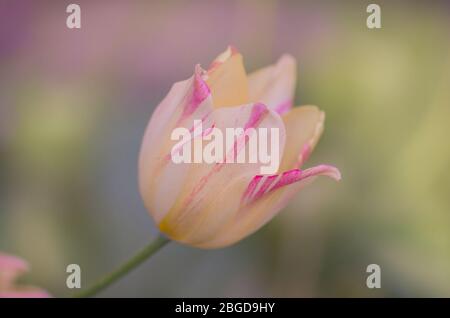 Tulip Del Piero. Weiße Tulpe breit mit Rosa umrandet. Die Blütenhülle ist gestreift oder meliert Stockfoto