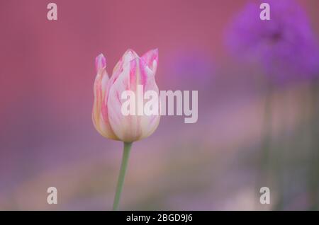 Tulip Del Piero. Weiße Tulpe breit mit Rosa umrandet. Die Blütenhülle ist gestreift oder meliert. Del Piero Tulpe weiß und pink Stockfoto