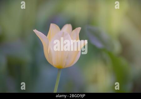 Schöne Frühlings-Natur. Schöne Blume Tulpe marjolettii wachsen Stockfoto