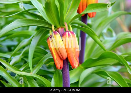 Krone Der Orangefarbenen Bulbeous Flower Imperial Fritillaria Imperialis Stockfoto