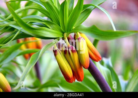 Krone Der Orangefarbenen Bulbeous Flower Imperial Fritillaria Imperialis Knospen Stockfoto