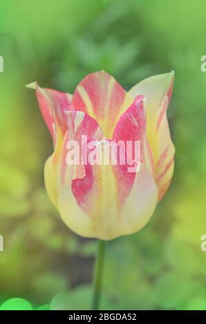 Schöne Frühlings-Natur. Schöne Blume Tulpe marjolettii wachsen Stockfoto