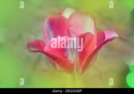 Tulip Del Piero. Weiße Tulpe breit mit Rosa umrandet. Die Blütenhülle ist gestreift oder meliert Stockfoto