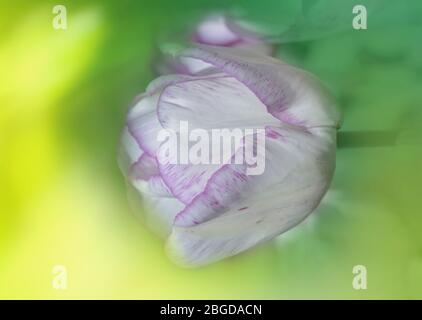 Verschiedene Tulpen in weißen violetten und lilafarbenen Streifen. Weiße Tulpe mit violetten Streifen Shirley Stockfoto