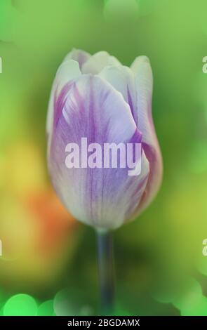 Closeup Triumph Tulpe Shirley in Blumenbeet. Tulpenvielfalt in weiß lila und lila Streifen Stockfoto