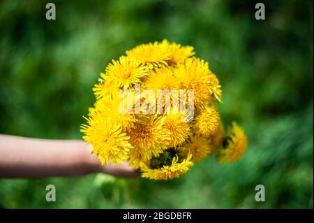Bouquet von gelb blühendem Löwenzahn auf grünem Hintergrund. Sehr geringe Schärfentiefe. Stockfoto