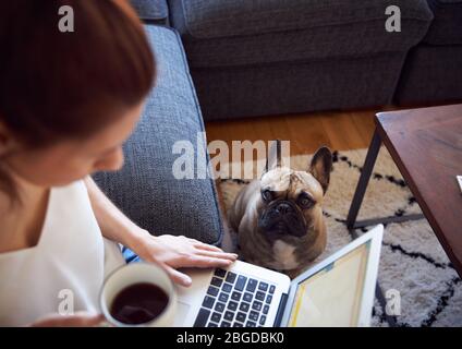 Frau, die am Laptop arbeitete, saß auf dem Sofa und trank Kaffee Stockfoto