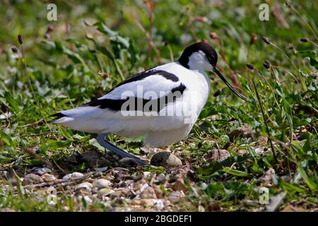 AVOCET (Recurvirostra avosetta), die sich auf einem einzigen Ei niederlässt, Großbritannien. Stockfoto