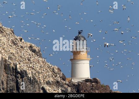 GANNET, Schottland, Großbritannien. Stockfoto