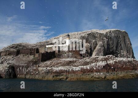 BASS ROCK, Schottland. Stockfoto