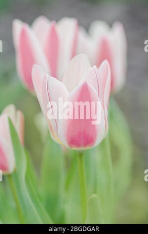 Rote Tulpe breit mit weiß umrandet. Große Blüten auf kurzen stabilen Stielen. Schöne Sicht auf Farbtulips Stockfoto