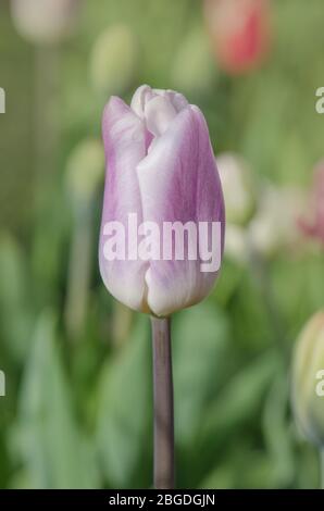 Verschiedene Tulpen in weißen violetten und lilafarbenen Streifen. Weiße Tulpe mit violetten Streifen Shirley Stockfoto