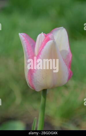 Tulip Del Piero. Weiße Tulpe breit mit Rosa umrandet. Die Blütenhülle ist gestreift oder meliert. Del Piero Tulpe weiß und pink Stockfoto