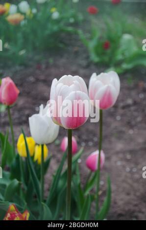 Tulip Del Piero. Weiße Tulpe breit mit Rosa umrandet. Die Blütenhülle ist gestreift oder meliert. Del Piero Tulpe weiß und pink Stockfoto