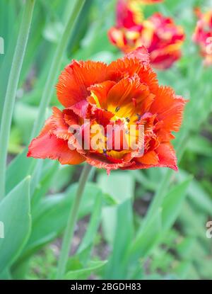 Rote Tulpenblüten mit zwei Blütenblättern. Schöner farbenfroher Hintergrund. Stockfoto