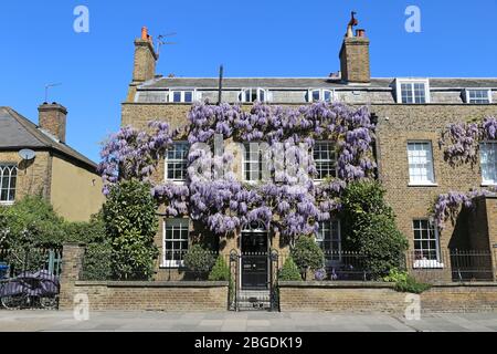 Glyzinien wachsen auf Haus, Hampton Court, East Molesey, Surrey, England, Großbritannien, Großbritannien, Großbritannien, Europa Stockfoto