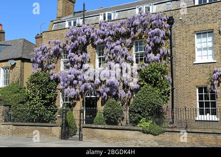 Glyzinien wachsen auf Haus, Hampton Court, East Molesey, Surrey, England, Großbritannien, Großbritannien, Großbritannien, Europa Stockfoto