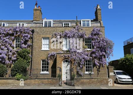 Glyzinien wachsen auf Haus, Hampton Court, East Molesey, Surrey, England, Großbritannien, Großbritannien, Großbritannien, Europa Stockfoto