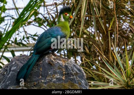 Porträt eines weißen gekäckten turaco sitzt auf einem Felsen, bunte tropische Vogelarten aus Afrika Stockfoto