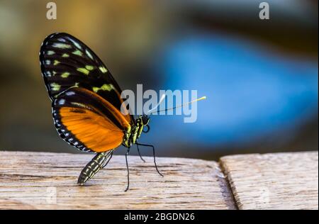 Schöner Tiger Langflügel Schmetterling in Makro Nahaufnahme, bunte tropische Insektenarten aus Mexiko und peru Stockfoto