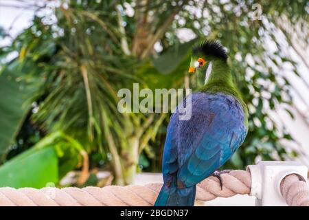 Schönes Porträt eines weißen gekäckten turaco von hinten, bunte tropische Vogelarten aus Afrika Stockfoto