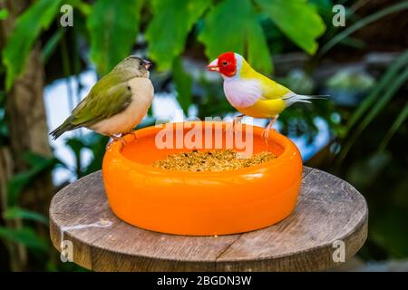 Nahaufnahme eines gouldian Finken-Paares, das Samen aus einer Schüssel isst, farbenfrohe tropische Vogelarten aus Australien Stockfoto