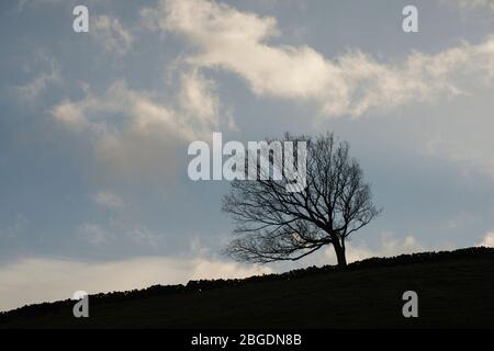 Einzelner Baum in Silhouette mit abfallender Trockensteinmauer und im Winter mit kleinen, wispigen Wolken an einem blauen Himmel vorbei Stockfoto