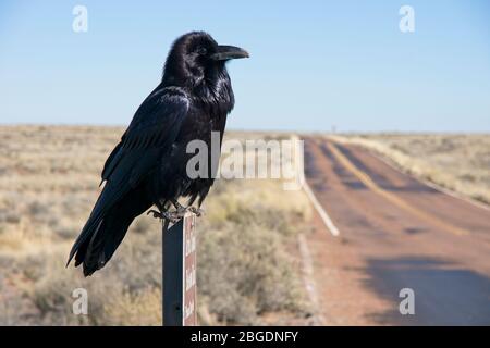 Raven auf Schild in Petrified Forest National Park in Arizona USA Stockfoto